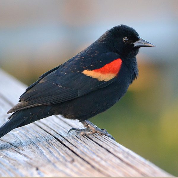 Red-wing blackbird