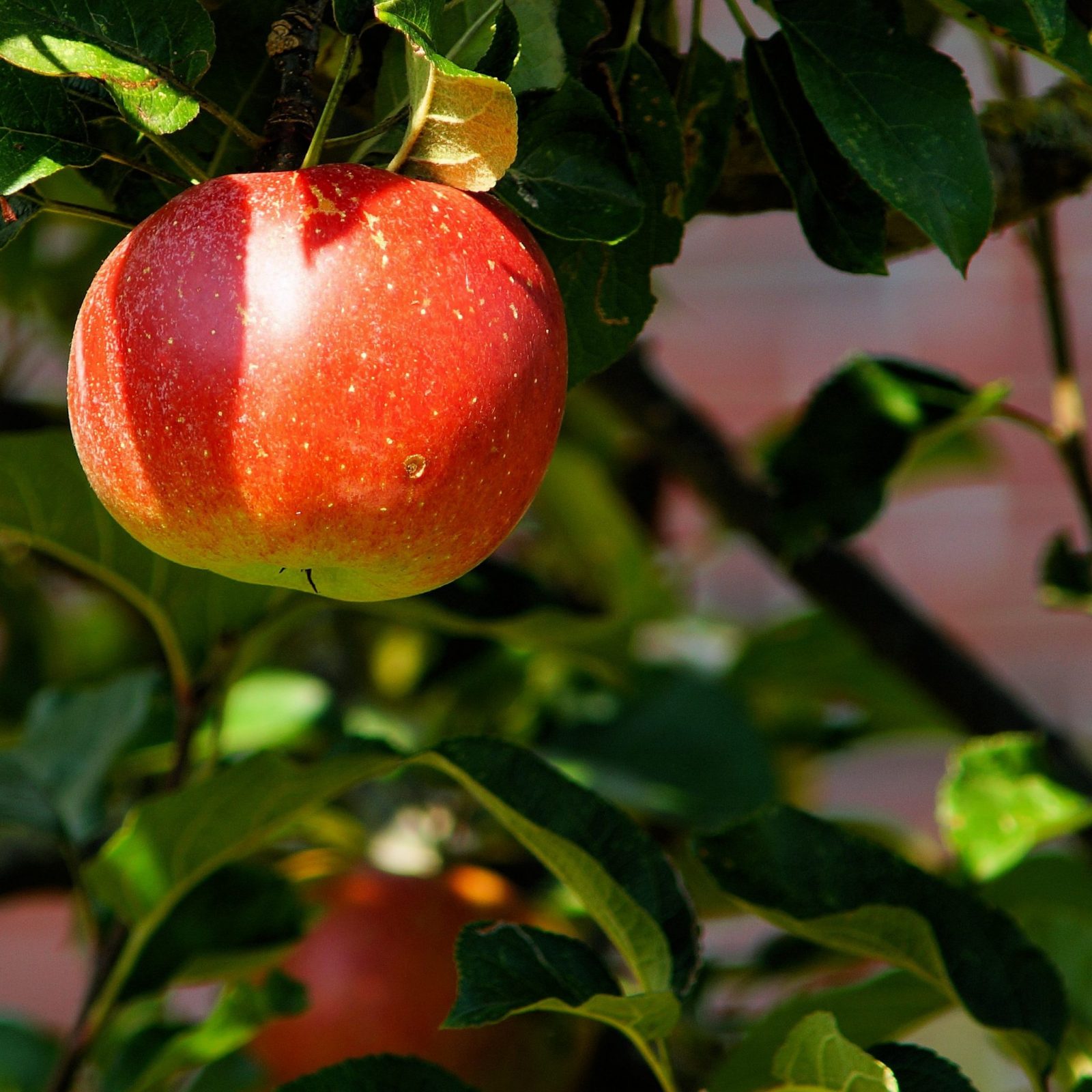 An Experience Ripe for the Picking: Your Guide to Apple Picking in Lebanon Valley