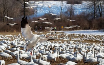 Snow Geese Migration: A Local Phenomenon